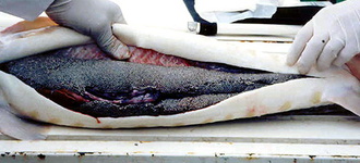 کاهش ذخایر ماهیان خاویاری در دریای خزر