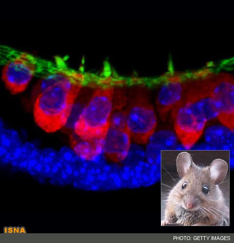 تولید سلول‌های گوش داخلی با سلول‌های بنیادی جنینی
