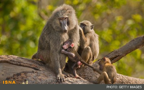 انتخاب جنسیت فرزند توسط پستانداران برای داشتن نوه‌های بیشتر 