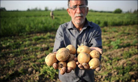 بار دیگر سیب‌زمینی ملعبه‌ سو‌ء‌استفاده از رأی کشاورز شد