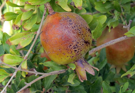 برگزاری نخستین جشنواره انار سمنان