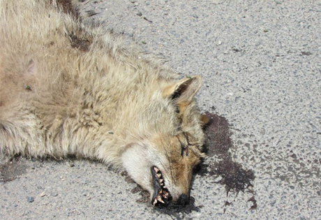 عبور خط توسعه جاده‌ای از روی حیات‌وحش!