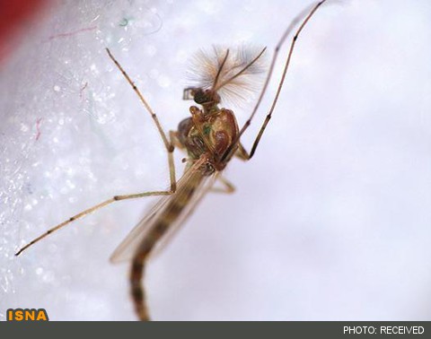 توسعه نسل جدید واکسن‌های مالاریا