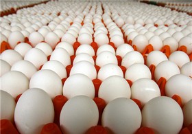 عوارض صادراتی تخم مرغ ۴۰۰۰ تومان تعیین شد