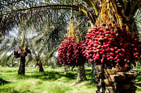 استخراج گرده نخل خرما با دستگاه ساخت محققان کشور