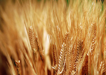 برداشت ۴۲ هزار تن گندم در سیستان و بلوچستان