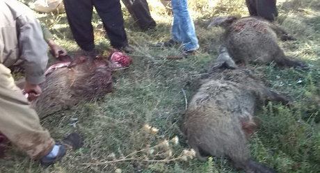 کشتار گراز در نورآباد