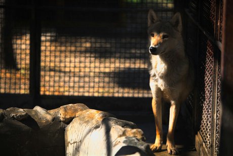 پارک‌هایی که قصر حیوانات می‌شوند