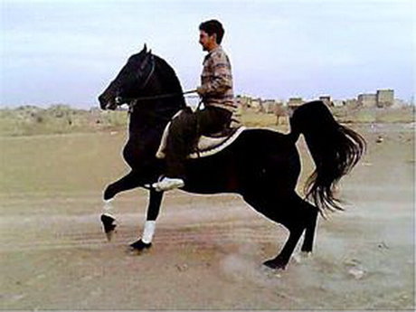 قیمت اسب نژاد کرد