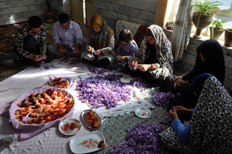 تپش نبض بازار زعفران در دست دلالان 