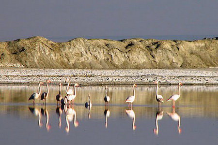 میقان را به حال خود رها کنید! ‌