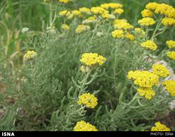 بومادران؛ گیاهی برای دفع سنگ کلیه