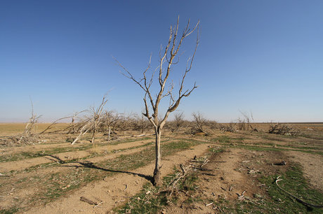 خسارت 60 درصدی گرد و خاک به مزارع کشاورزی شادگان