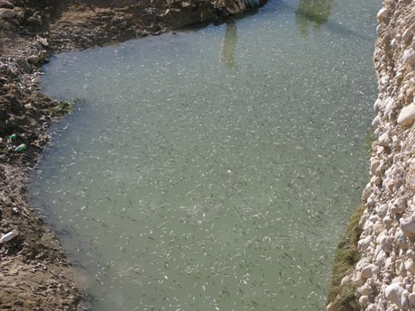 نجات جان 10هزار قطعه ماهی گرفتار شده در رودخانه "بشار" یاسوج