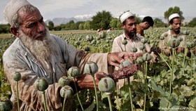 وضعیت نگران کننده کشت و تولید تریاک در افغانستان و کشورهای درمسیر ترانزیت