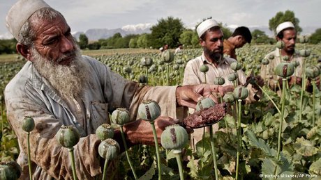 وضعیت نگران کننده کشت و تولید تریاک در افغانستان و کشورهای درمسیر ترانزیت