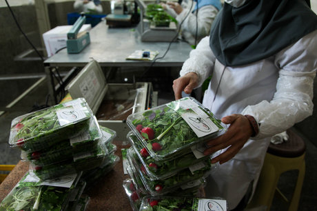 سبزی ارزان می شود/قیمت سبزی‌های بسته‌بندی مورد تایید ما نیست