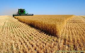 خرید بیش از ۸.۲ میلیون تن گندم در کشور/ رشد ۷ درصدی خرید از گندمکاران
