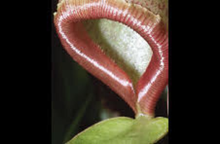 گیاهانی که بدون مغز هوشمند عمل می‌کنند