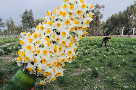 برگزاری چهارمین جشنواره ملی گل نرگس در بهبهان ‌ 