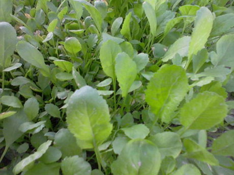 تره‌تیزک برطرف‌کننده عوارض ناشی از کمبود ویتامین C