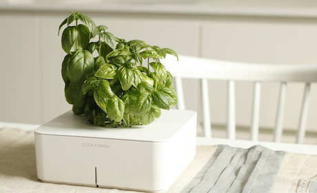 از پارافین برای براق کردن برگ گیاهان استفاده نکنید ‌