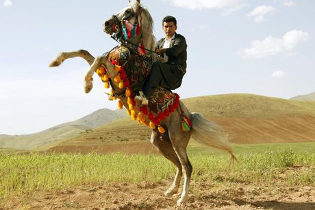 فرماندار سنندج:برگزاری جشنواره ملی اسب کُرد، به مشارکت همگان نیاز دارد