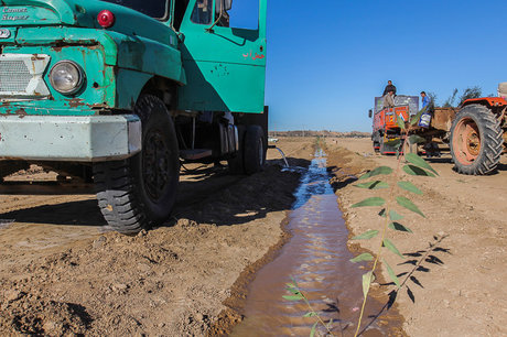 تولید 30 هزار اصله نهال گلدانی بادام تلخ در سمنان