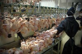 تامین نشدن نهاده مصوب؛ چالش تولیدکنندگان مرغ