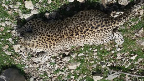 رونمایی از اینفوگرافی پلنگ ایرانی در البرز