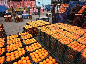 تامین میوه استان تهران برای تنظیم بازار شب عید/ توزیع حداقل۱۵۰ تُن مرغ