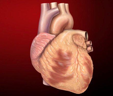 کشف روش جدید بازسازی عضلات قلب