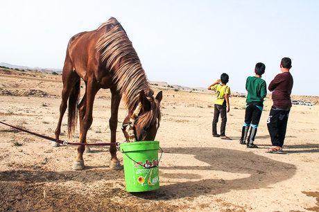 احتمال تلف‌شدن اسب‌های خراسان‌شمالی