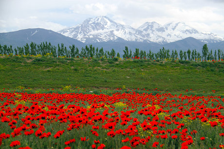 سبلان با پیوست جنگل‌های فندقلو و موران ثبت جهانی می‌شود