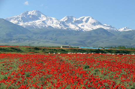 پیگیری برای ثبت جهانی کوه سبلان

  