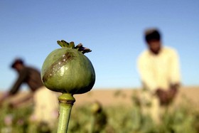 افزایش مصرف مخدرهای صنعتی؛ مهم‌ترین نگرانی بدنبال ممنوعیت کشت «خشخاش» در افغانستان