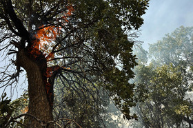 دستور رسیدگی فوری به حیات‌وحش آسیب دیده در آتش‌سوزی جنگل‌های زاگرس