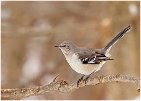 کشف یک دی‌ان‌ای که تنها در ماده‌ها وجود دارد