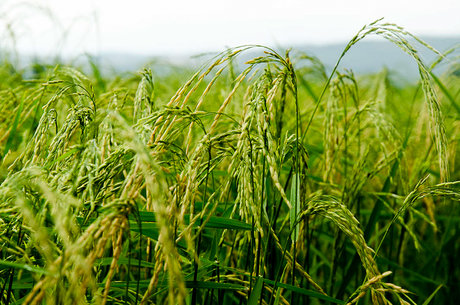 تخلیط برنج مجازات قانونی دارد