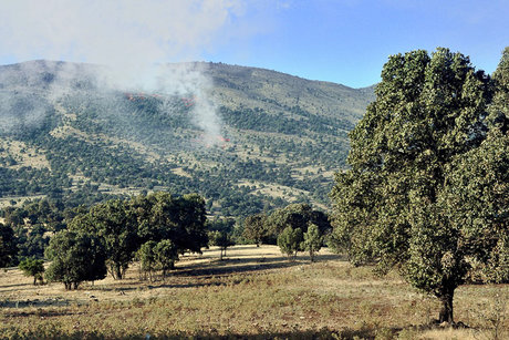 هوای "شاه بیشه" را نداشتیم