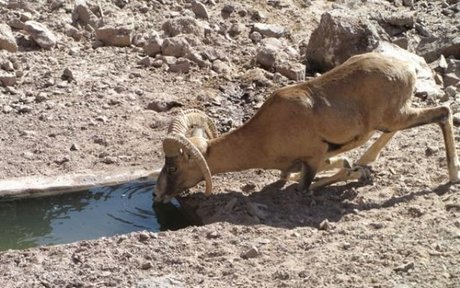 انسانیت؛ آبی بر داغ تشنگی 