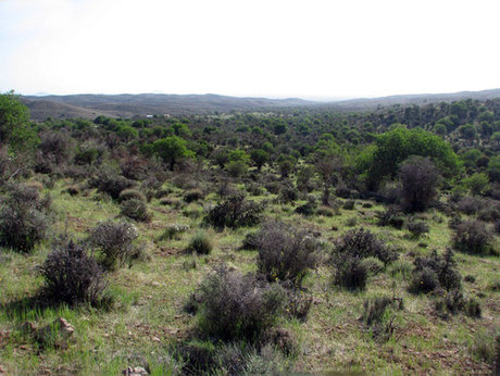 ظرفیت گردشگری؛ بزرگترین قابلیت جنگل باغ شادی یزد 