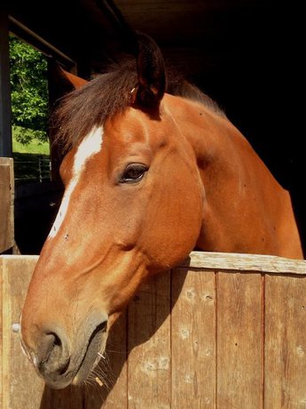 اسب‌ها مانند انسان حالت چهره خود را تغییر می‌دهند