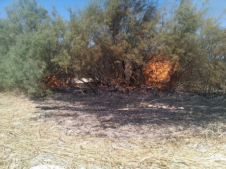 20 هکتار از کوه دیل گچساران در آتش سوخت