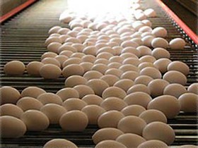 صادرات تخم‌مرغ متوقف نشده است/ مشوق صادراتی برای مرغ 