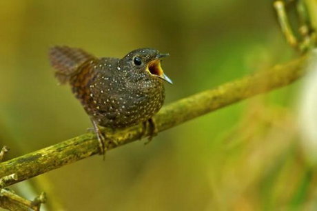 شناسایی 200 گونه جدید در شرق هیمالیا