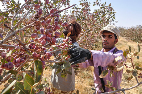 محصولات باغی نیمی از ارزآوری صادراتی را تامین می‌کند