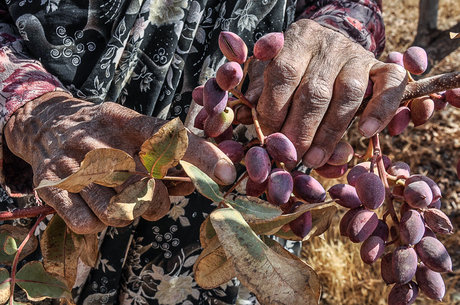  پسته در ابرکوه خشکید