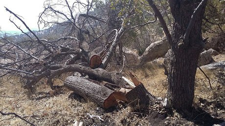 پرونده قطع درختان نظرآباد در دادستانی باز است