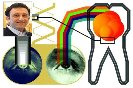 دستاورد دانشمند ایرانی برای درمان انحطاط شبکیه با سلول پالپ دندان